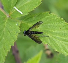 Chrysopilus connexus