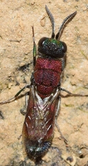 Chrysis viridula