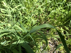 Torreyochloa pallida