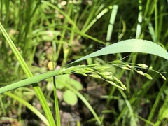 Torreyochloa pallida