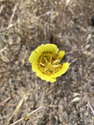 iNaturalist observation photo of Yellow Mariposa Lily