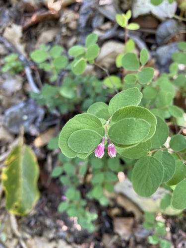 iNaturalist observation photo of creeping snowberry