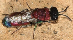 Chrysis viridula