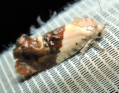 Hypertropha chlaenota