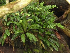 Blechnum durum
