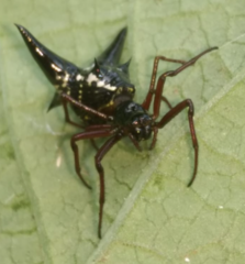 Micrathena raimondi