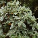 Macrolearia lyallii - Photo (c) John B, algunos derechos reservados (CC BY-NC), subido por John B