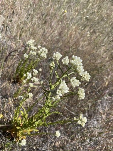 iNaturalist observation photo of rabbit-tobaccos