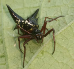Micrathena raimondi