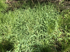 Torreyochloa pallida