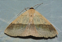 Ophyx ochroptera