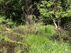 Torreyochloa pallida