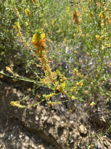 iNaturalist observation photo of deerweed