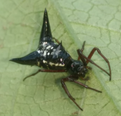 Micrathena raimondi