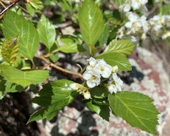 Crataegus succulenta