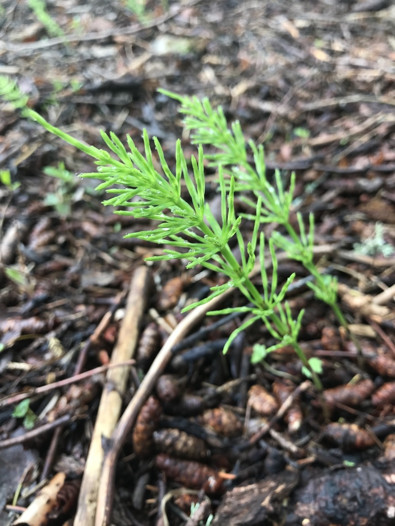 field horsetail from Woodland Ave, Duluth, MN, US on May 20, 2021 at 05