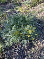 Lomatium multifidum