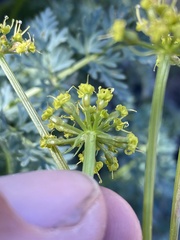 Lomatium multifidum