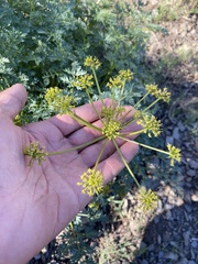 Lomatium multifidum