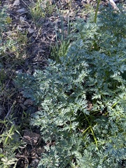 Lomatium multifidum