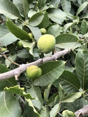 Casimiroa