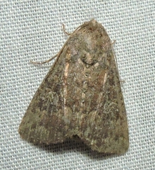 Condica aroana
