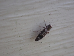 Agrilus lecontei