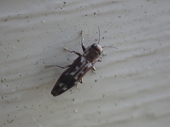 Agrilus lecontei
