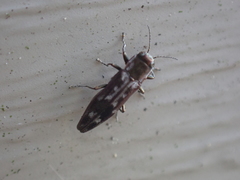 Agrilus lecontei