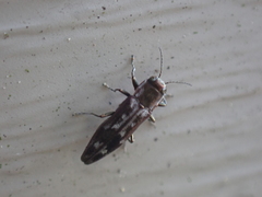 Agrilus lecontei