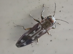 Agrilus lecontei