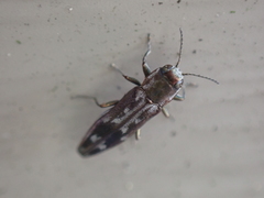 Agrilus lecontei