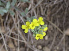 Physaria montana