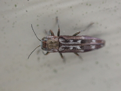 Agrilus lecontei