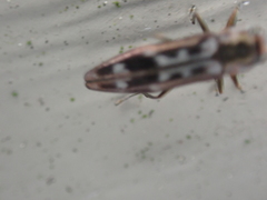 Agrilus lecontei