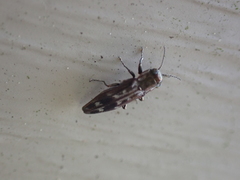 Agrilus lecontei