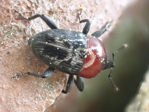Wavy Flower Weevil photo 4
