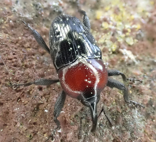 Wavy Flower Weevil photo 3