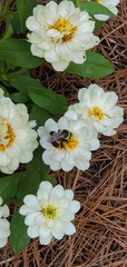 Bombus impatiens image