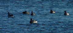 Branta bernicla
