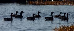 Branta canadensis