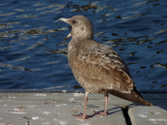 Larus argentatus
