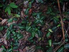 Maranta cristata