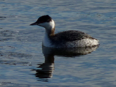 Podiceps auritus