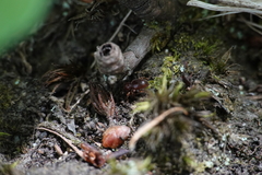 Barypeithes pellucidus