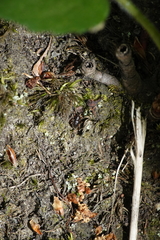 Barypeithes pellucidus