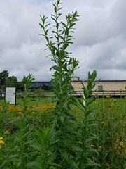 Plectocephalus americanus