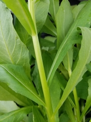 Plectocephalus americanus