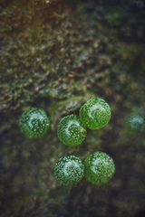 Botrydium granulatum
