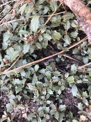 Ceanothus prostratus